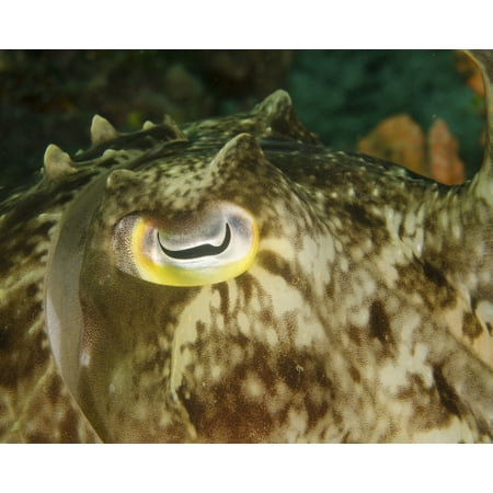 Close-up of a cuttlefish eye Manado Indonesia Canvas Art - Brent BarnesStocktrek Images (16 x (Best Of Brent Everett)