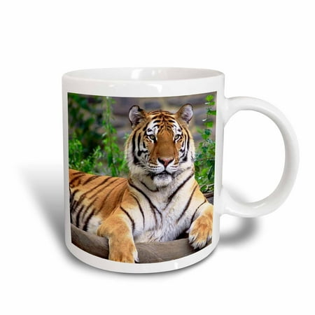 Tigers College Logo Mug - 3dRose Siberian Tiger, Ceramic Mug, 11-ounce