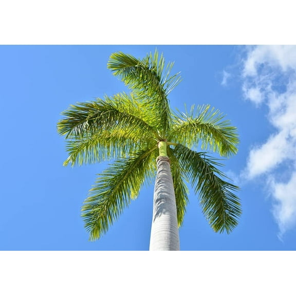 Royal Palm Tree Seeds for Planting - 10 Seeds - Roystonea Regina