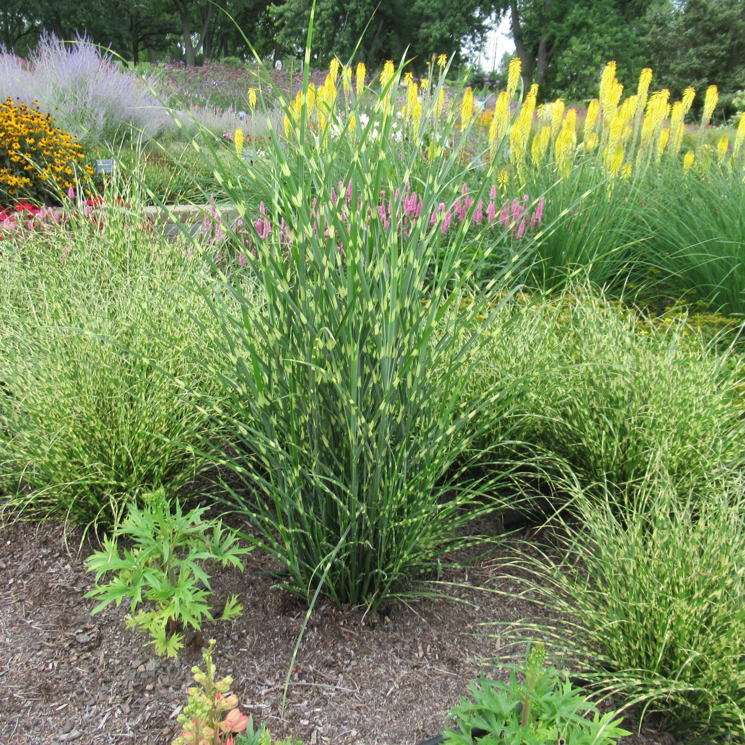 4 in. Miscanthus Bandwidth Dwarf Maiden Live Ornamental Grass (3-Pack)