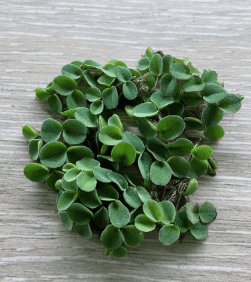 Floating Wonders Plant Pack – Live Freshwater Floating Aquarium Plants