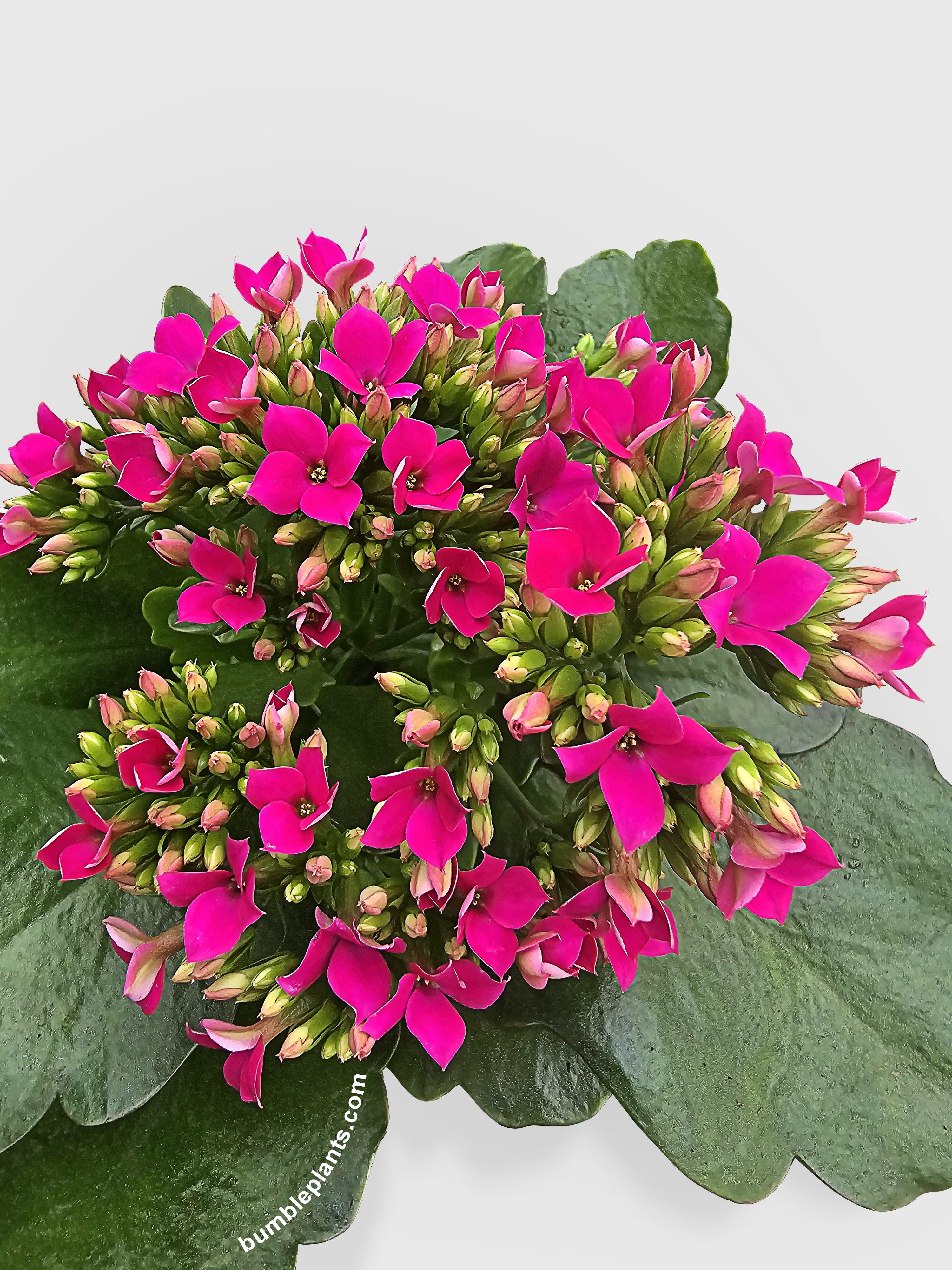 Kalanchoe Flowering Plant - Live Air-Purifying Indoor Plant in Nursery Pot – Easy Care, Low Maintenance Houseplant for Home & Office Decor, Natural Air Cleaner, Best for Beginners (4"Pot, Yellow)