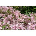 thumbnail image 2 of 10 BEAUTY BUSH SHRUB Beautybush Kolkwitzia Amabilis Pink & White Flower Red Berry Seeds, 2 of 11