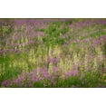 thumbnail image 2 of Jaynes Gallery 14x11 White Modern Wood Framed Museum Art Print Titled - USA-Colorado-Gunnison National Forest Fireweeds in mountain meadow, 2 of 4