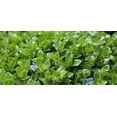 thumbnail image 2 of Bacopa Caroliniana Size: Bunch 3-5 Stems Live Aquarium Plants BUY 2 GET 1 FREE, 2 of 11