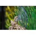 thumbnail image 2 of Penn Plax Skull Hide-Away Reptile Decor, 2 of 7