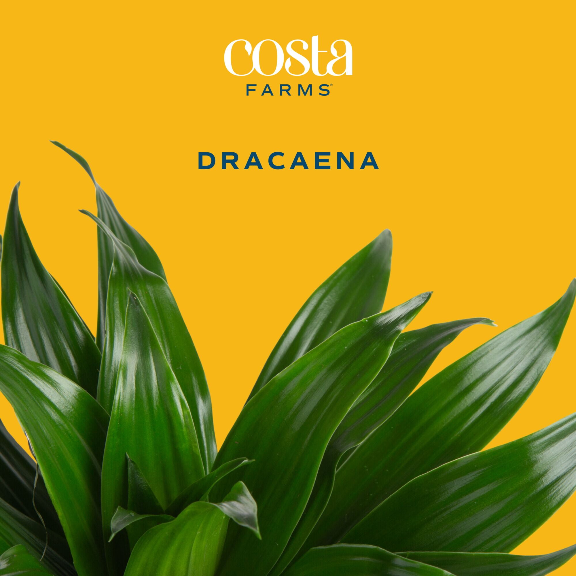Costa Farms 14" Dracaena Janet Craig Live House Plants in 5" Grower Pot (2 Count)