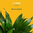 thumbnail image 3 of Costa Farms 14" Dracaena Janet Craig Live House Plants in 5" Grower Pot (2 Count), 3 of 10