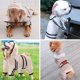 thumbnail image 5 of Poncho con capucha para perro, poncho impermeable para perro con capucha, impermeable para perro con capucha, chaqueta impermeable para perro, abrigo impermeable para perro, 5 of 5