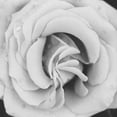 thumbnail image 2 of Berzel, Erin 20x20 Gold Ornate Wood Framed with Double Matting Museum Art Print Titled - Classic Rose Square, 2 of 4