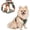 Orange, variant on No Pull Dog Harness, Cat Harness, Adjustable Dog Vest Reflective Puppy Harness with Locator Pocket & Soft Handle for Small Dogs Cats(Light Orange, XS)