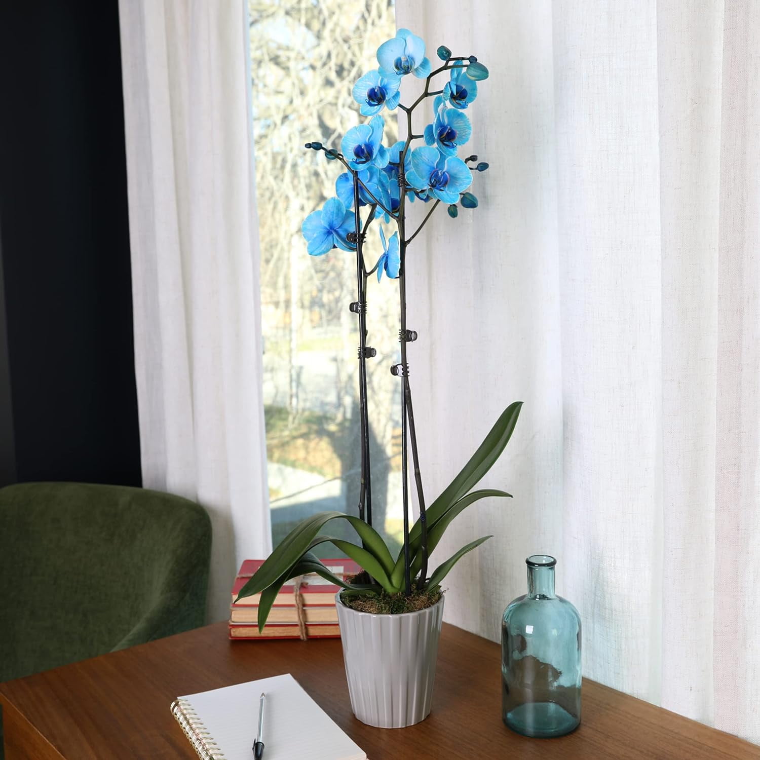 Just Add Ice 16-30" Watercolor Blue Premium Orchid Live Plant in 5" Grey Ceramic Pot, House Plant