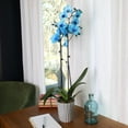 thumbnail image 5 of Just Add Ice 16-30" Watercolor Blue Premium Orchid Live Plant in 5" Grey Ceramic Pot, House Plant, 5 of 7
