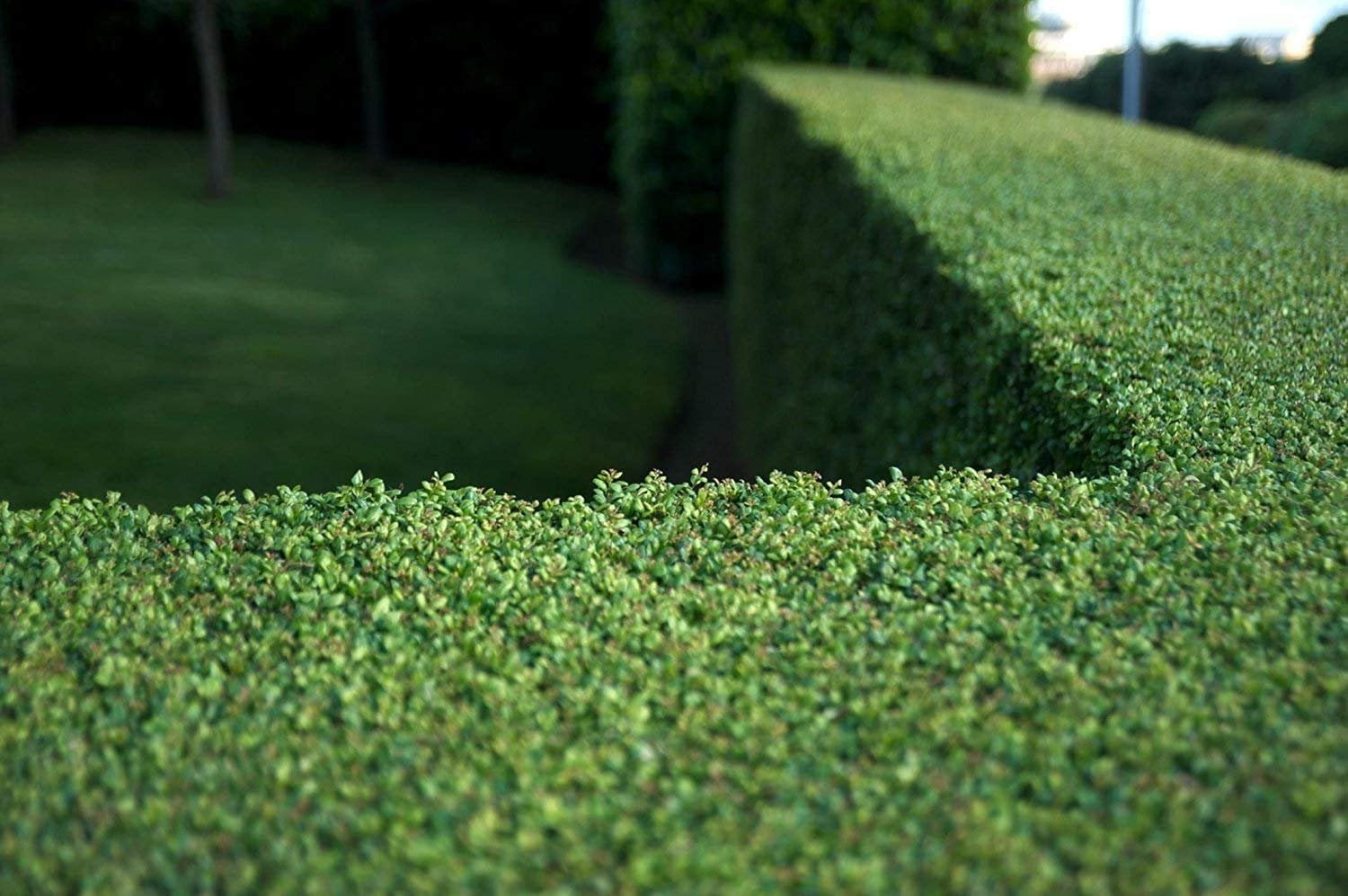 Dwarf Yaupon Holly  Ilex Schilling Stokes Vomitoria  3 Live Plants  Drought Tolerant Low Maintenance Evergreen Hedge