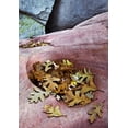 thumbnail image 2 of Rotenberg, Nancy 24x32 White Modern Wood Framed Museum Art Print Titled - Utah, Zion NP Gambel oak leaves on red rock, 2 of 4
