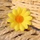 thumbnail image 1 of 4 cm de dos capas de pequeño crisantemo girasol simulación de girasol flor crisantemo cabeza de flor, 1 of 6