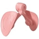 thumbnail image 1 of Dispositivo Belleza para Piernas Músculos Del Pélvico Abrazadera Piernas para Músculos Del Pélvico para Mujeres Piernas Belleza Kegel (rosa Sin Contar), 1 of 9