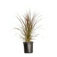 thumbnail image 2 of Expert Gardener Rubrum Purple Fountain Grass (2.5 Gallon) Ornamental Perennial - Full Sun Live Outdoor Plant, 2 of 8