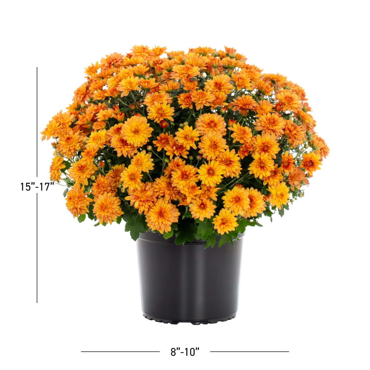 Expert Gardener Orange Garden Mum Live Plant, 2-Pack, 3 qt Grower Pot