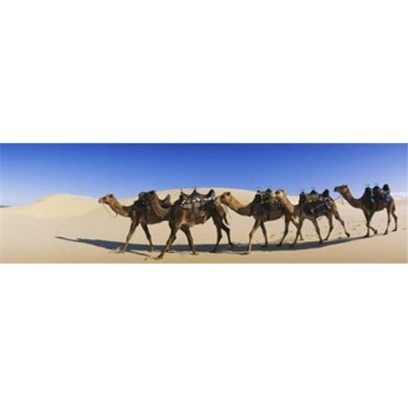 Panoramic Images PPI50015L Camels walking in the desert Poster Print by Panoramic Images - 36 x 12