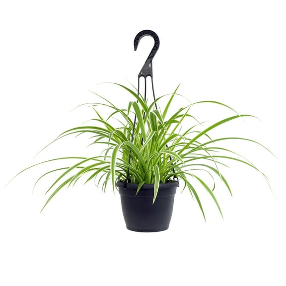 Element by Altman Plants 6in Hanging Basket Spider Plant