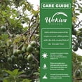 thumbnail image 2 of Fantastic Avocado Tree - Grafted - Live Plant in a 3 Gallon Growers Pot - Persea Americana - Beautiful Edible Fruit Bearing Tree for Patio and Garden, 2 of 6