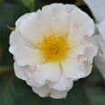 thumbnail image 6 of Heirloom Roses White Rose Plant - Penelope Hybrid Musk Rose Bush, 6 of 7