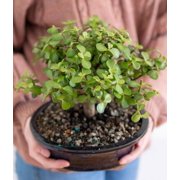 From You Flowers Deluxe Dwarf Jade Bonsai Tree