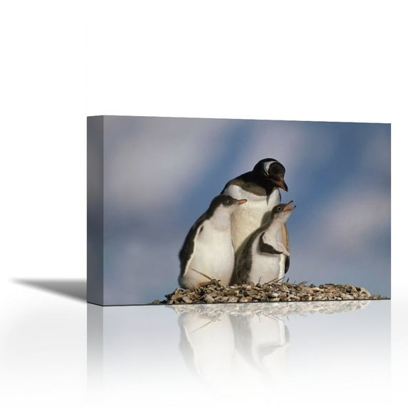 Gentoo Penguin chicks begging for food, South Georgia Island - Contemporary Fine Art Giclee on Canvas Gallery Wrap - wall décor - Art painting - 36 x 24 Inch - Ready to Hang
