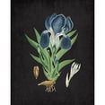 thumbnail image 3 of Kimberly, Allen 15x18 Black Modern Framed Museum Art Print Titled - Blue Iris 3, 3 of 5