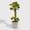 4_ARALIA_FABIAN.STUMP, variant on Aralia Fabian Stump 'Polyscias Scutellaria' - Live Air-Purifying Indoor Plant in Nursery Pot – Easy Care, Low Maintenance Houseplant for Home & Office Decor, Natural Air Cleaner, Best for Beginners