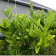 thumbnail image 4 of Grass Jelly Vine Live Plant 5-9” Tall In 3” Pot - Tiliacora Triandra - Cay Suong Sam - Rare Tropical Herb Plant, 4 of 5