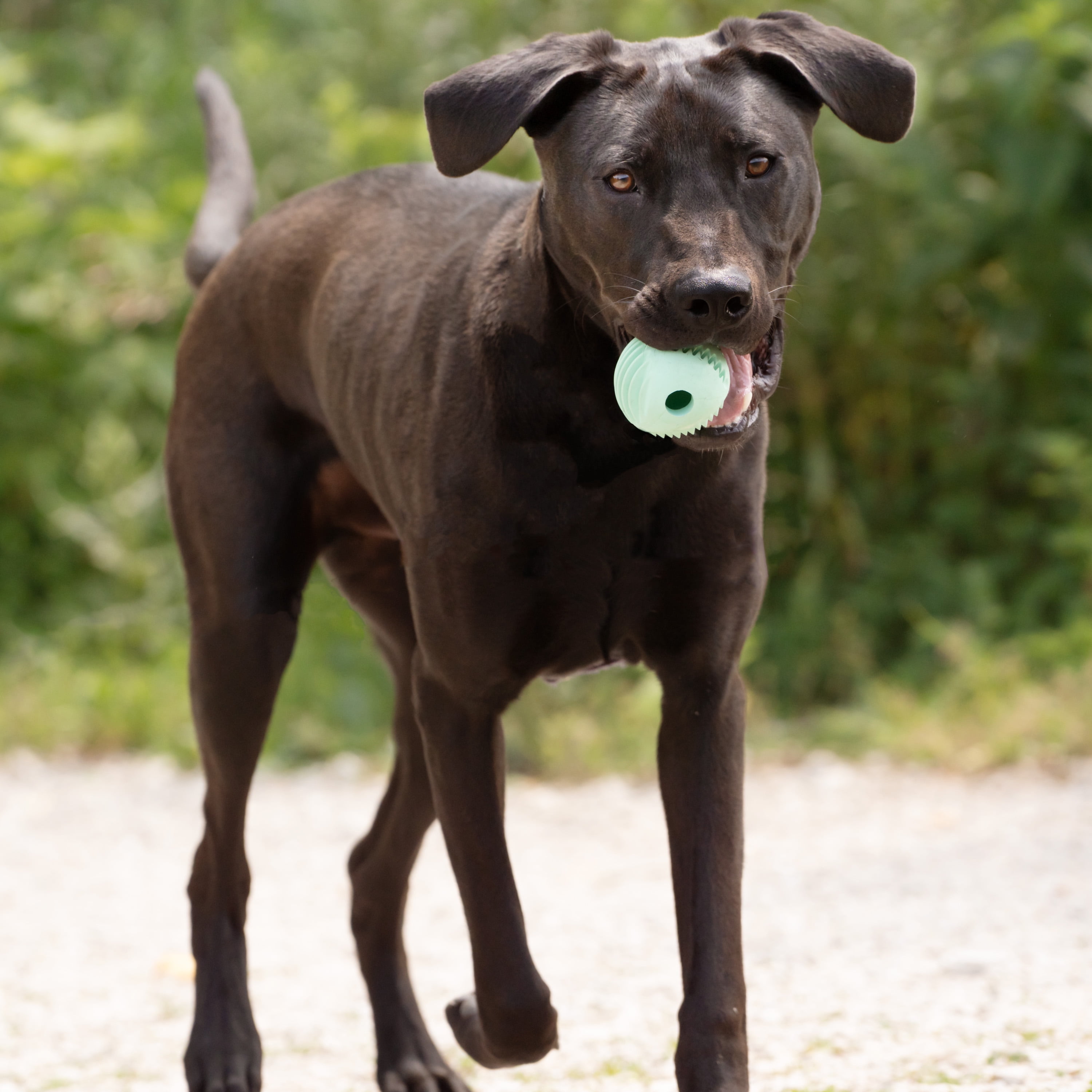 Chew King By Mammoth Dental Dog Toy Collection, Plaque Removing Dog Fetch Ball, Green, O/S