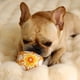 thumbnail image 3 of Methold Juguete durable del Chew de la bola del perro chillón de la felpa para el tipo juguete del perro de la bola del entretenimiento del Suministros para perros azul, 3 of 6