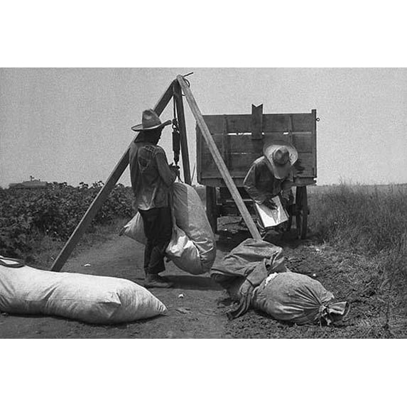 Cotton weighing- Fine Art Canvas Print (20" x 30")