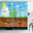 thumbnail image 1 of Ambesonne Science Shower Curtain, Plant Diagram Style, 69"Wx70"L, Multicolor, 1 of 3