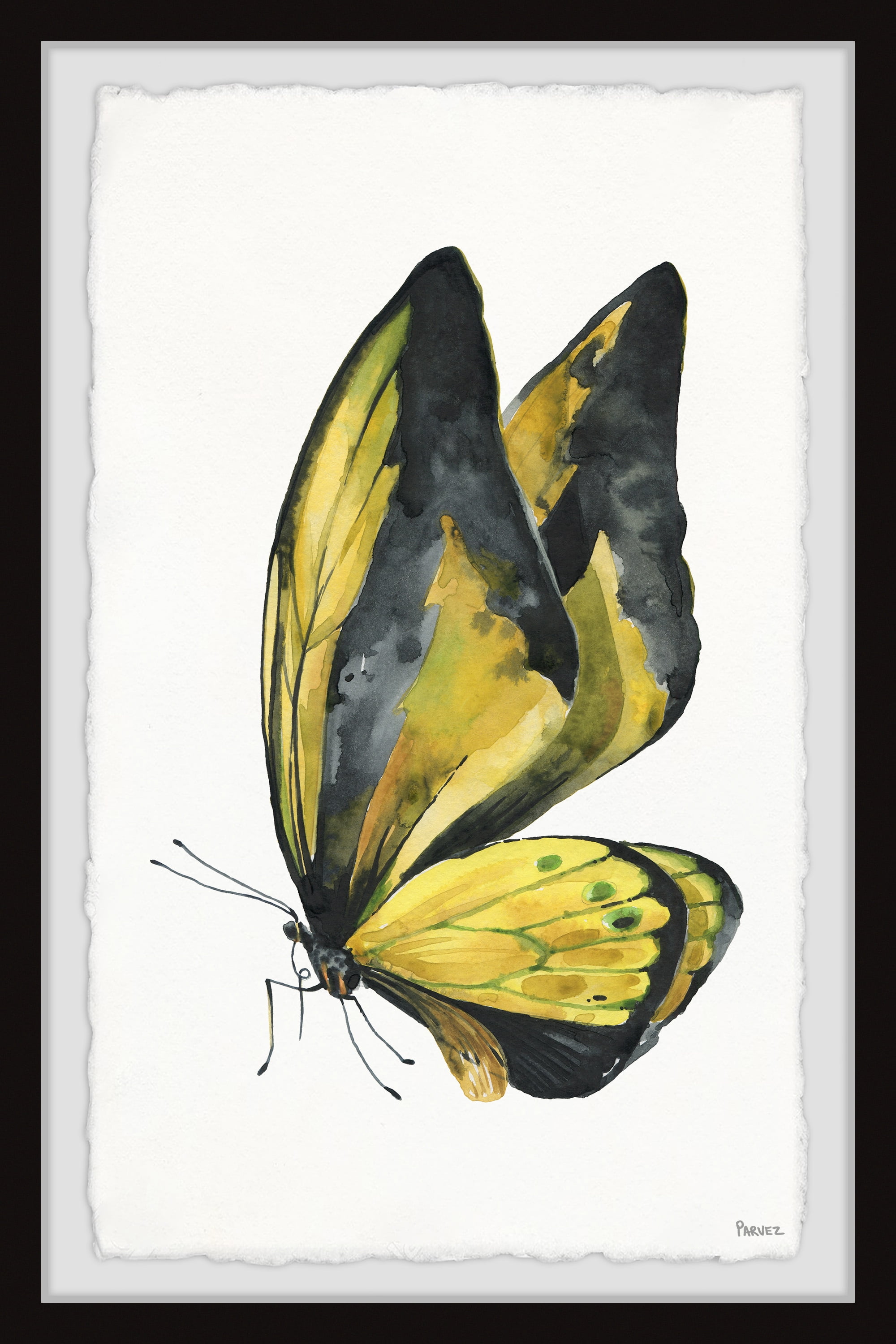 Parvez Taj "Black and Yellow Mariposa" Framed Painting Print