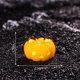thumbnail image 1 of Luz nocturna de resina de cabeza de calabaza de Halloween | Decoración en miniatura que brilla en la oscuridad | Adorno de mesa espeluznante con fantasmas y murciélagos | Acento de escritorio, 1 of 2