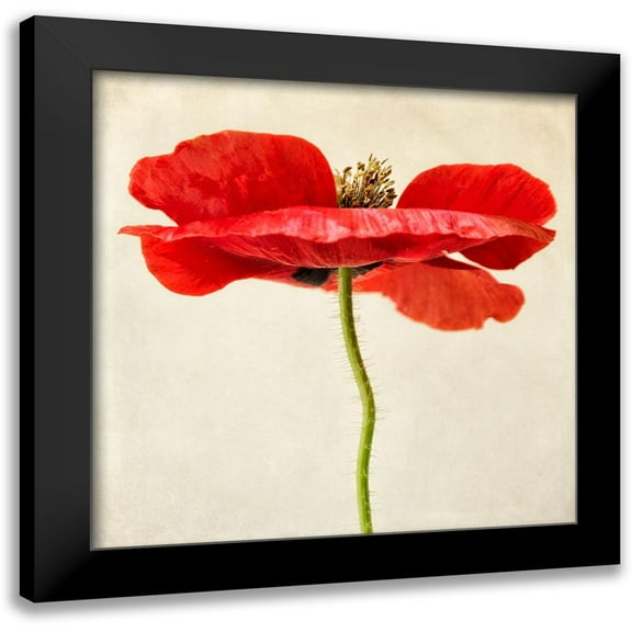 Poinski, Dianne 12x12 Black Modern Framed Museum Art Print Titled - Red Poppy 2
