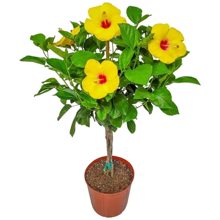 Tropical Plants of Florida 36" to 42" Yoder Yellow Braided Hibiscus Tree; Flower Plant, Yellow Hibiscus Flower with Red Throat