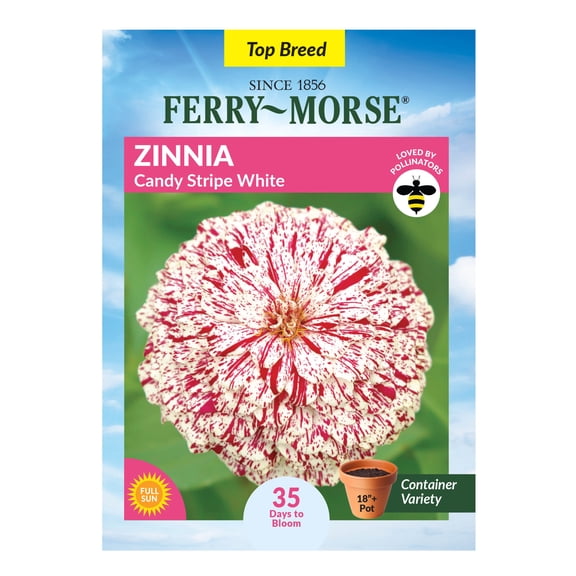 Ferry-Morse 400MG Zinnia Candy Stripe White Annual Flower Seeds, Full Sun