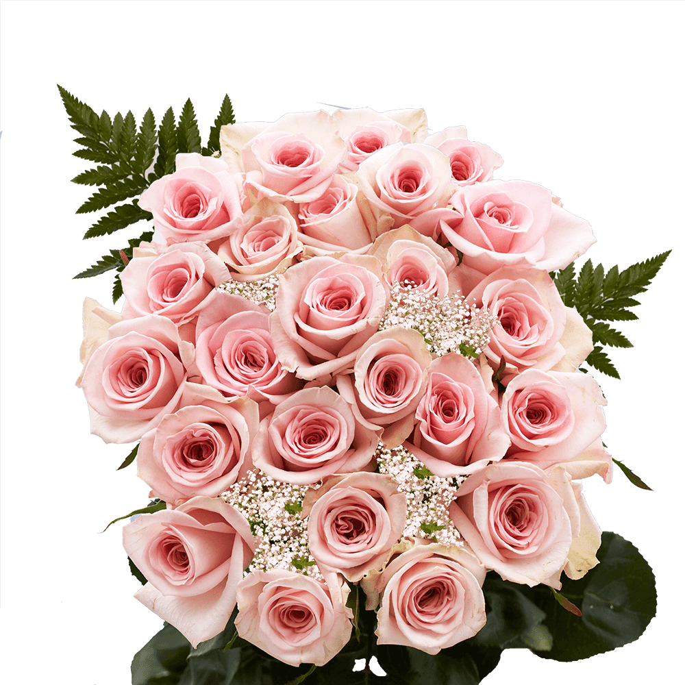 Two Dozen Pink Roses Order with Baby's breath and Green- Fresh Flower ...