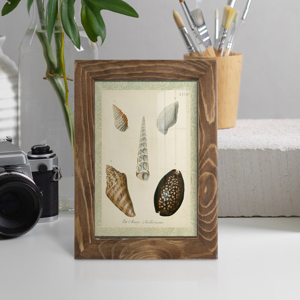 Bookplate Shells IX - Framed Print w/glass - Walnut