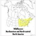 thumbnail image 2 of Peterson Field Guides A Peterson Field Guide to Wildflowers: Northeastern and North-Central North America, (Paperback), 2 of 2