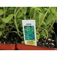 thumbnail image 5 of Italian Oregano | Two Live Herb Plants | Non-GMO, Mild Flavor, Dries Well, 5 of 5