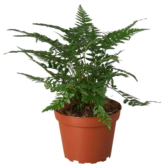 Korean Rock Fern Live Plant for Indoor | Different Houseplants in 4'' & 6'' Pot | Real House Plant for Living Room, Office, Desk & Bathroom | Polystichum tsus-simense