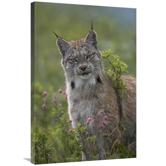 24 x 36 in. Canada Lynx Portrait, North America Art Print - Tim Fitzharris