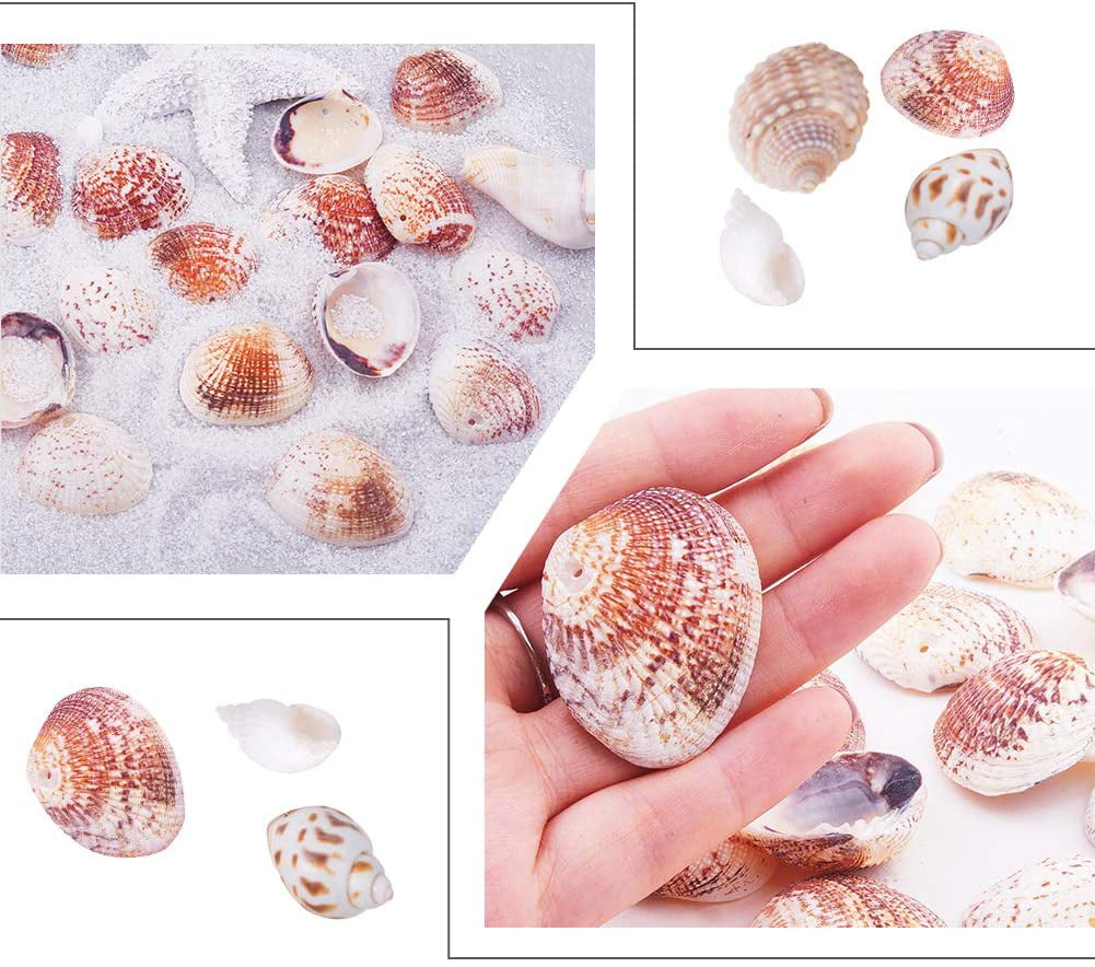 Aquarium Decor Tiny Sea Shells Natural Colorful Spiral Ocean - Temu