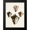 thumbnail image 2 of Sowerby, James 12x14 Black Modern Framed Museum Art Print Titled - Sowerby Shells III, 2 of 5
