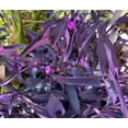 thumbnail image 2 of 5 cuttings Purple Heart Wandering Jew Cutting Tradescantia Pallida Purpurea kids gift Cactus Succulents 4"-6" long, 2 of 2